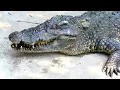 Download Lagu Waarom zoutwaterkrokodillen DE gevaarlijkste roofdieren zijn!