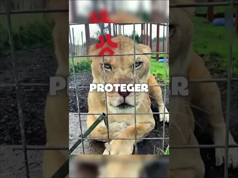 Este Gato Fue Tan Agresivo Como Un León 😱