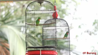 burung serindit aksi serindit crb vs gotik di mega latpres juri jbc