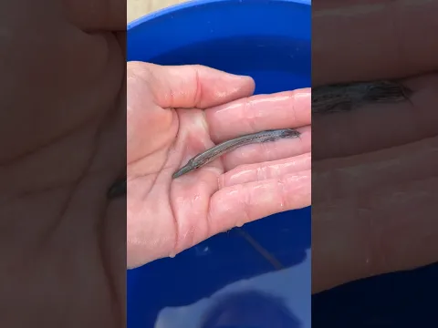 It’s a Baby Dinosaur 😲