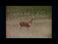Little Joy- Evaporar (playing from another room)
