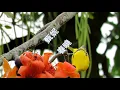甄妮 ~ 春曉【MV 歌詞】