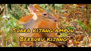suara kijang asli berburu kijang