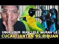 Download Lagu STOCKNYA LUBER SAMPE MUNCRAT ! CUCAK JTN 95 RIBU BLACK MAMBA 60 RIBUAN DI PASAR BURUNG PRAMUKA