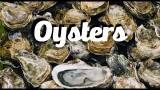 How Are Oysters Formed Exotic Seashell Exotic All 