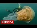 Video di Giant jellyfish spotted by divers - BBC News