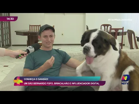 Conheça o Sansão! Um São Bernardo fofo, brincalhão e influenciador digital