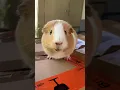 Download Lagu Guinea pig wheeking and squeaking loud noises