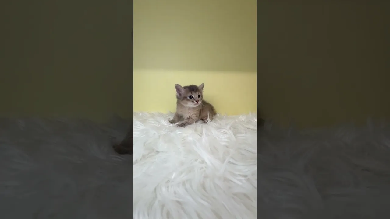 動画