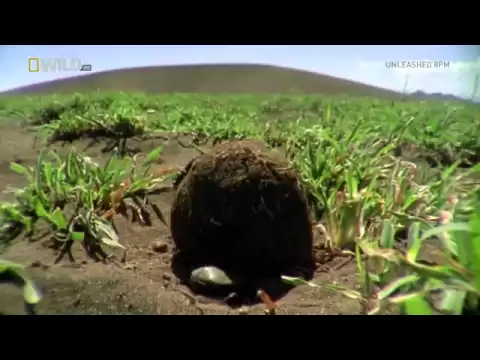 Video Play
