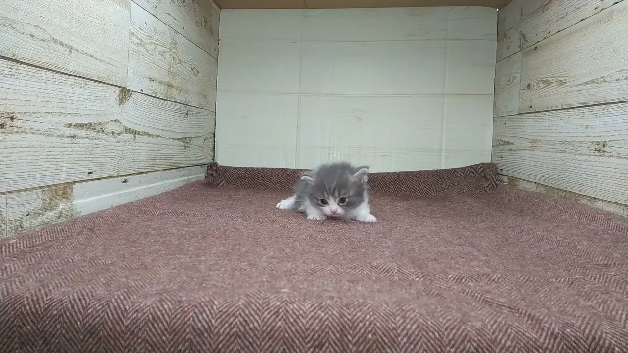 動画