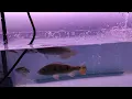 Download Lagu Masuk nya ikan predator beby an dari size 5-17 cm  semoga akur sampai jumboan 🙏