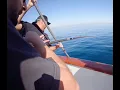 Biting Halibut on the Native Sun