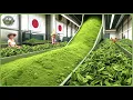 Inside the World’s Most Expensive Matcha Powder Processing – How Japanese Matcha Is Made