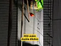 Red Siskin Double dilution #shorts