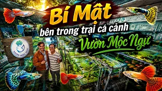 Bí Mật Bên Trong Trại Cá Cảnh VƯỜN MỘC NGƯ | Cao Thủ Guppy | Betta Sales 
