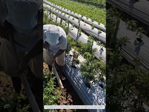 Cleaning Planting Furrows: How a Manual Hoe Turns Clogged Ditches Neat