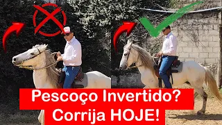horse with an inverted neck correct it with simple exercises step by step 