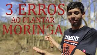 Moringa oleífera