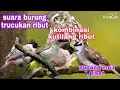 Lagu 🔴 SUARA PIKAT BURUNG TRUCUKAN VS BURUNG KUTILANG RIBUT KOMBINASI ANAKAN BURUNG HANTU⁉️