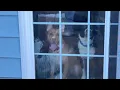 Couple says police shot their dog during a 911 call