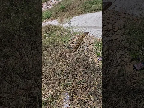 Indian Checkered keelback Snake 🤔