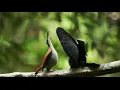Download Lagu Cendrawasih The Bird of Paradise in Papua