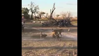 Usiombe Kukutana Na Mbwa Mwitu Utajuta Ona Simba Anavyochezeshwa Mziki 