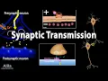 Neuroscience basics Synaptic transmission - Chemical synapse Animation
