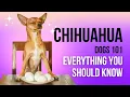 Chihuahua Dogs 101 Everything You Should Know