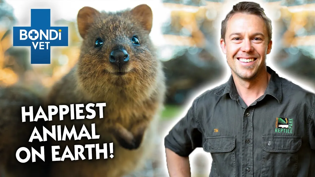 The Happiest Animal on EARTH! The Quokka! | Full Episode | The Wild Life of Tim Faulkner