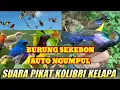 SUARA PIKAT KOLIBRI KELAPA PALING AMPUH // KOMBINASI SUARA KOLIBRI KELAPA RIBUT // korlap gacor 