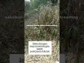 Download Lagu hutan larangan di perbatasan Bogor #viralshorts #horror #viral