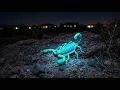 Scorpions in Las Vegas What Homeowners Should Know 2026