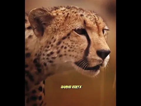 When it comes to family, She becomes fearless #cheetah #vs #lion #edit #viralvideo #shorts #2025