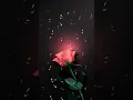 Pink vintage roses Animated
