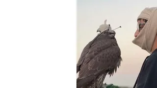 هو شوفه غايتي 