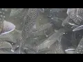Are Pennsylvania s trout stocking practices harmful to the native brook trout