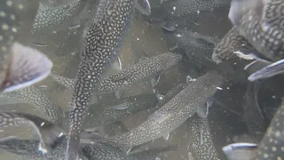 Are Pennsylvania s trout stocking practices harmful to the native brook trout