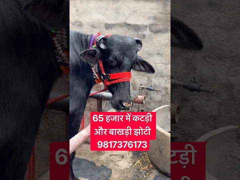 65 हज़ार में Beautiful Murrah Heifer, with Dry Buffalo For Sale || Jiya Dairy Farm (9817376173)