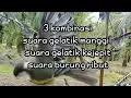 Download Lagu SUARA PIKAT BURUNG GELATIK BATU || suara gelatik kejepit kombinasi.
