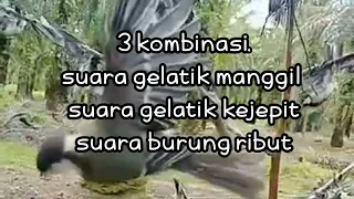 suara pikat burung gelatik batu suara gelatik kejepit kombinasi 