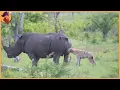 Download Lagu 12 Times Hyenas Messed With The Wrong Animals