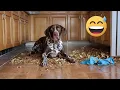 Funny s with German Shorthaired Pointers Compilation