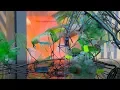 Download Lagu Biomimic Tree - COP23