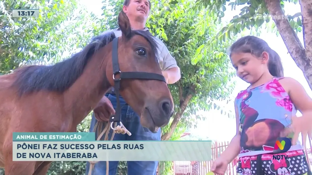 Pônei faz sucesso pelas ruas de Nova Itaberaba