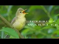 Bird sounds - Icterine warbler singing and chirping
