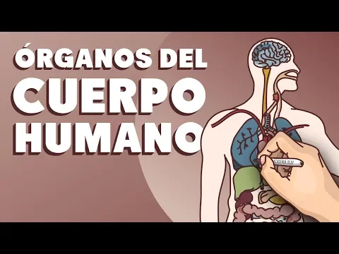 Download MP3 Órganos del cuerpo humano