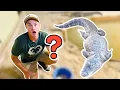 Download Lagu Will My Alligator Lay Eggs? (3 Month Update) 