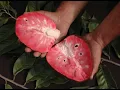 I must get this Fruit now that I tasted it